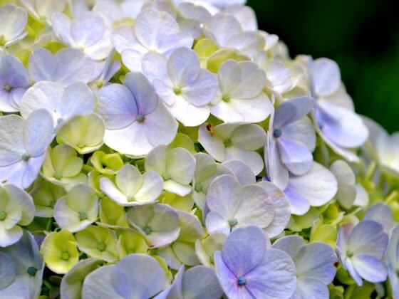 featured image - Hydrangea Care: What Should You Know About?