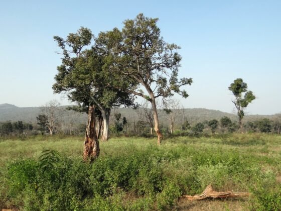 featured image - What Role Does Mulching Play in Tree Preservation, and How to Implement It Effectively?