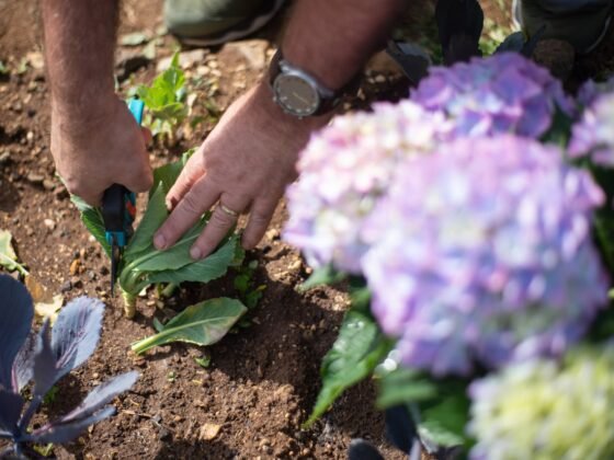 featured image - 5 Items Every Gardener Should Have