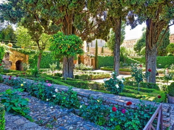 featured image - The Best Types of Trees for a Northern English Garden: Top Picks for Hardy Landscaping