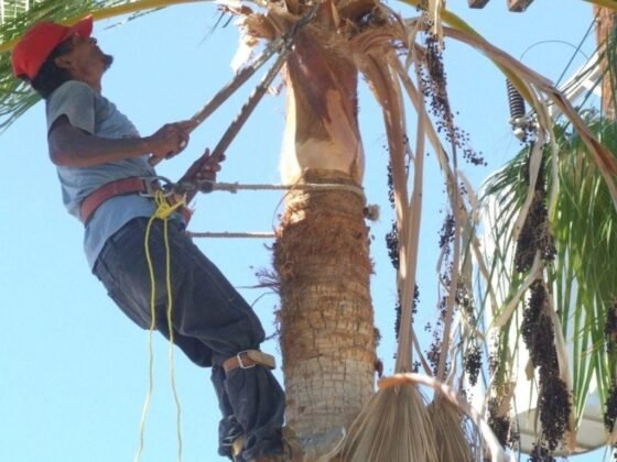 featured image - Expert Tree Trimming and Removal Services in Ohau