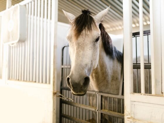 featured image - Are Steel Buildings Good for Horses?