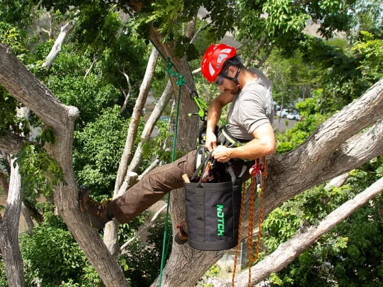 The Benefits of Hiring an Arborist