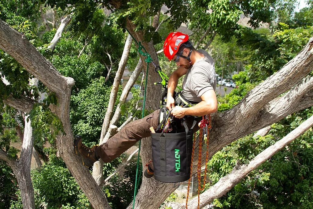 The Benefits of Hiring an Arborist