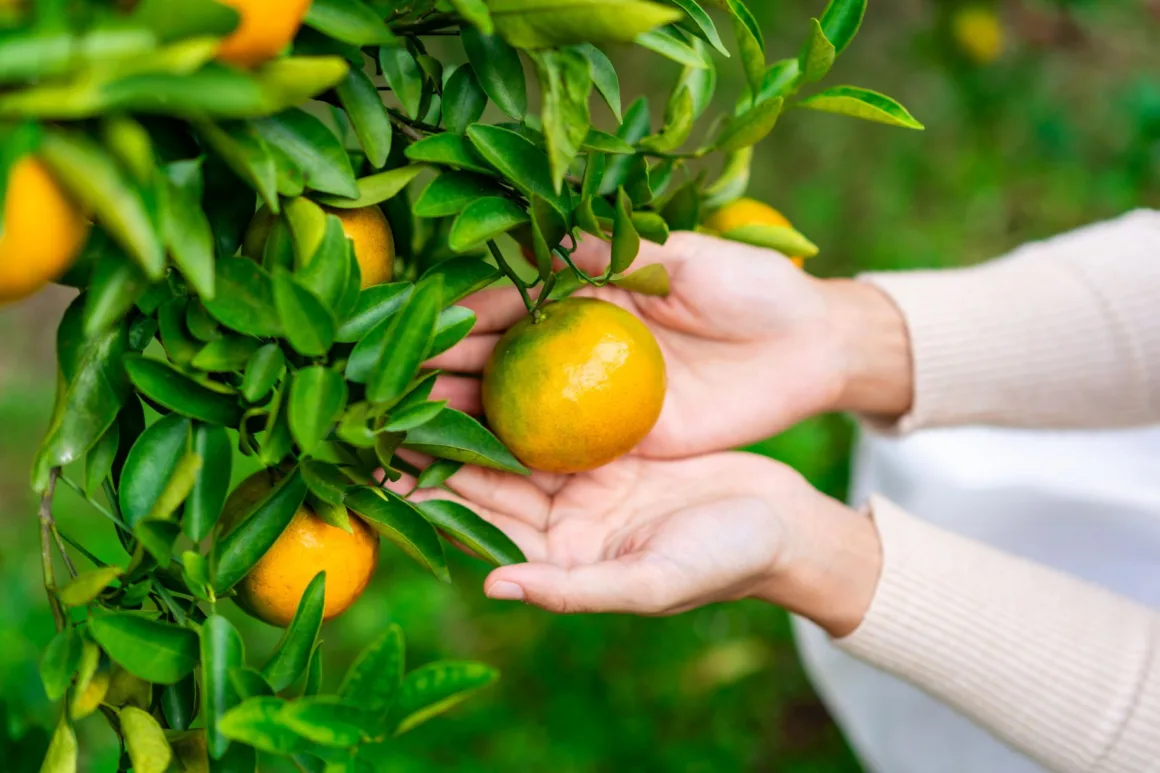 Benefits of using citrus-specific fertilizer in your orchard