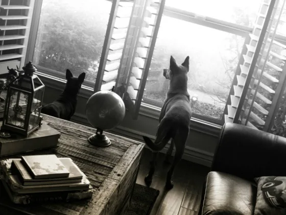A strong bond can greatly enhance your pet's quality of life, making both training and companionship essential components.