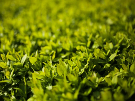 A privet is a flowering plant in the genus Ligustrum