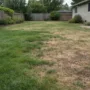 Residential backyard lawn showing uneven growth and stressed areas